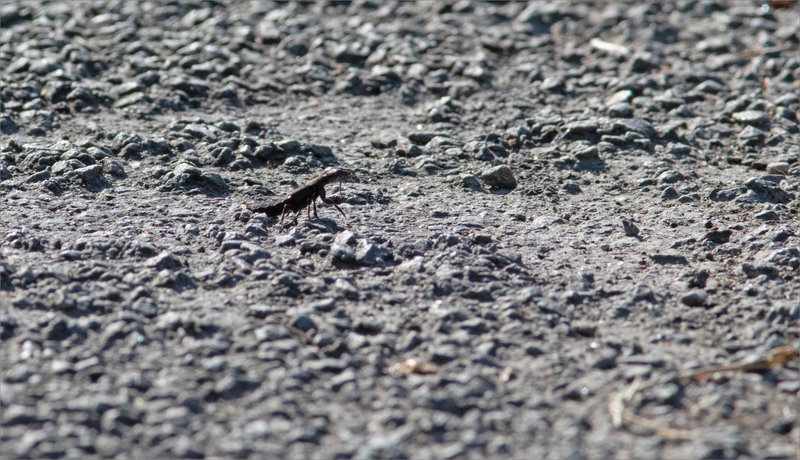 Insecte staphylin route gravillons 220921 7