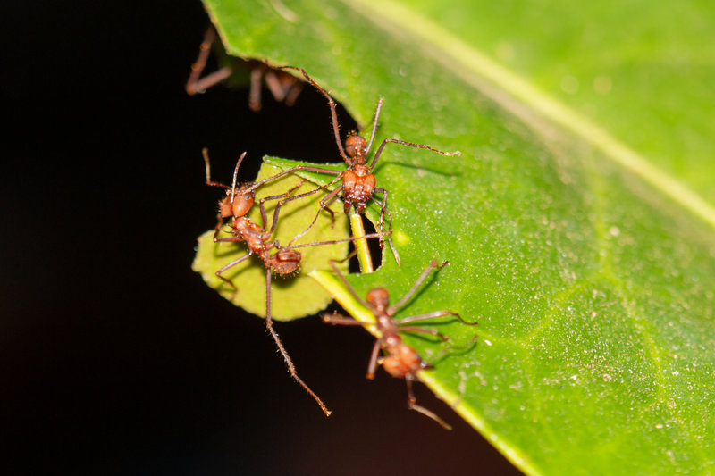 fourmis Atta ouvrières_7626