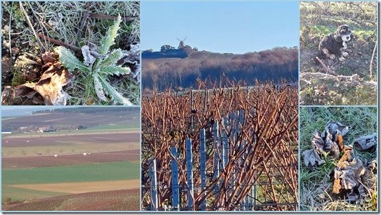 Vignes le 23 novembre 20212