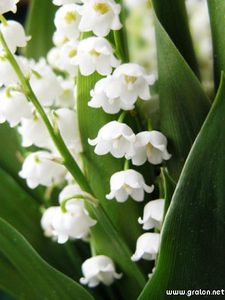 vg-muguet-1er-mai