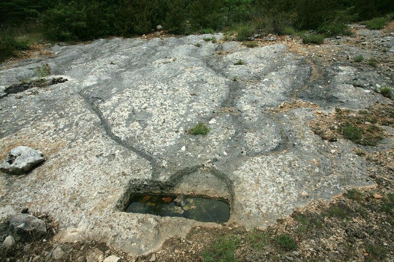 Aiguier du mont Ventoux (versant-sud)