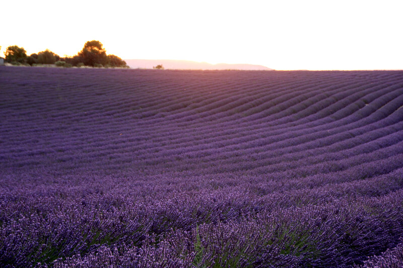 valensole_lavandes_coucher_de_soleil