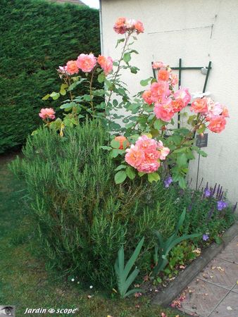 Rosier 'Westerland' 1