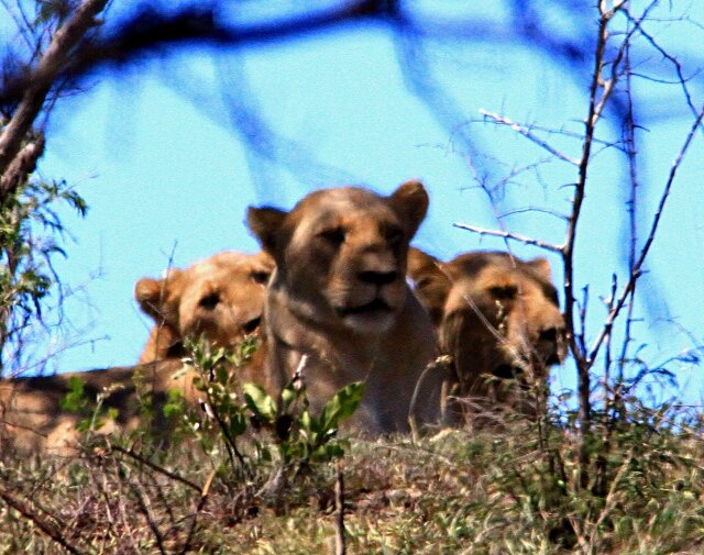 Trois lionnes
