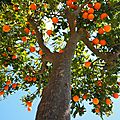 La parabole de l'<b>arbre</b> fruitier