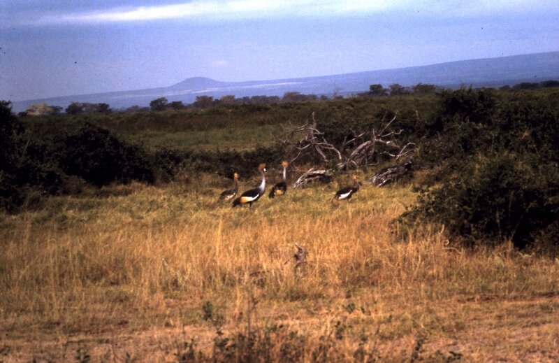 amboseli oiseaux q