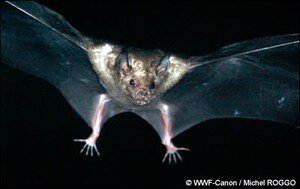 chauve_souris