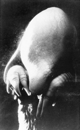 ubu__dora_maar_
