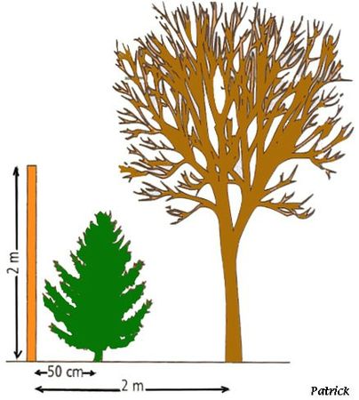 Distance arbre voisin
