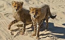 Cheetah_Cubs_(Acinonyx_jubatus)_(6491917527)