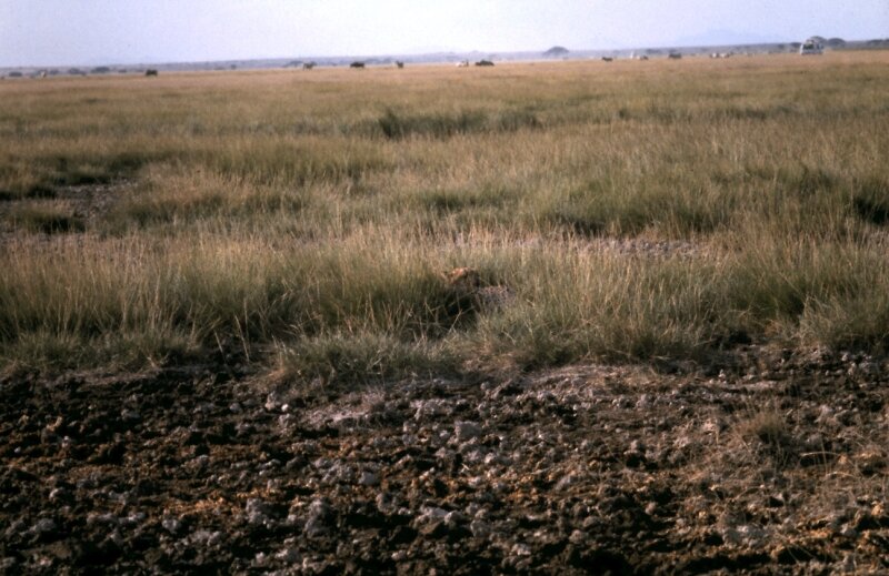 amboseli guepard f