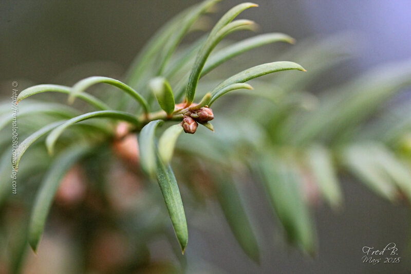 fleurs mâles Taxus baccata