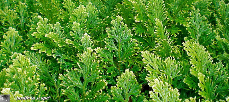 CIMG1398_Selaginella