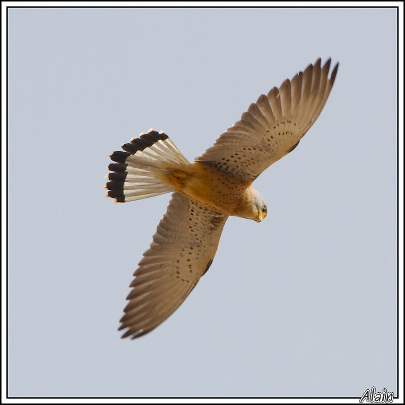 Faucon crécerellette (Falco naumanni)