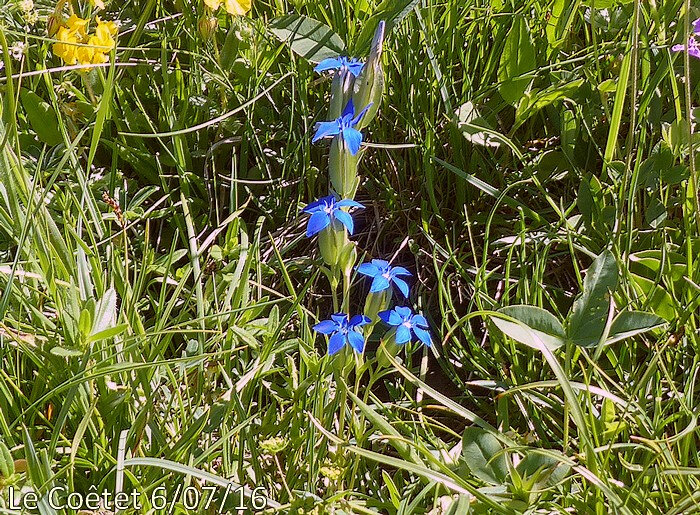 fleurs d'un bleu soutenu pédonculées terminales et axillaires peu nombreuses