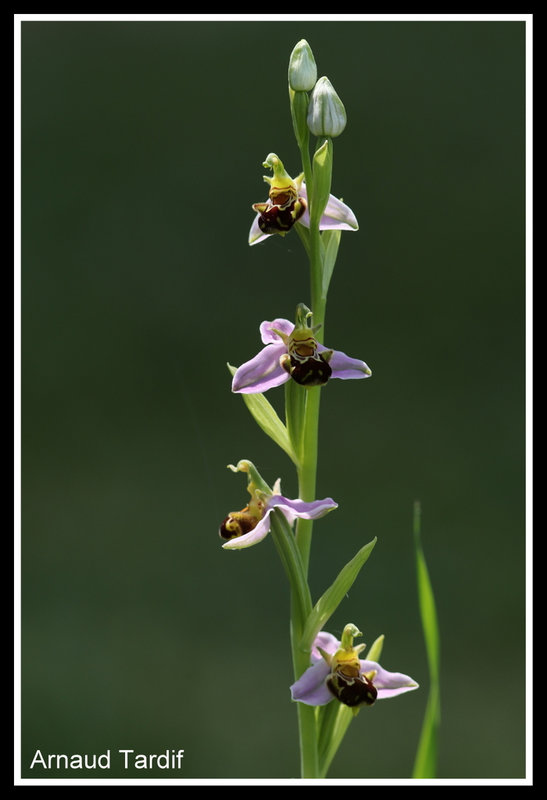 00860 Maison Année 2021 - Juin 2021 - Ophrys abeille - Pied 8