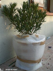 Protection_du_pot