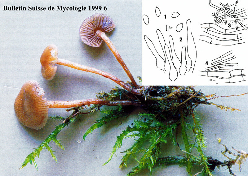 Psilocybe subviscida 1999 Geneve ab2