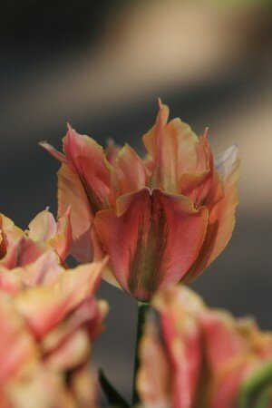IMG_2467copie2