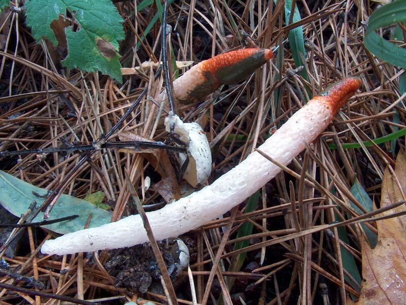 Mutinus caninus HPIM2238