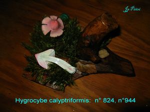 Hygrocybe calyptriformis n° 824, n°944