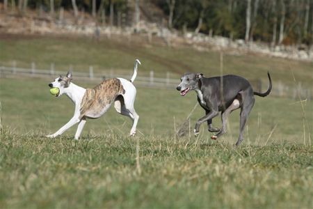 WHIPPET 013_moyenne