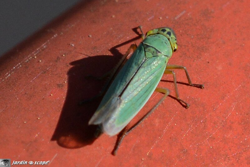 Cicadella veridis