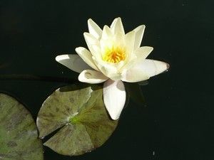 lotus_300x225