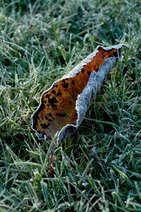DSC_8622_Gel_es_Octobre_07