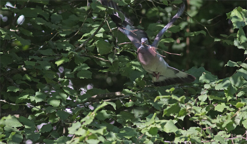 ville oiseau palombe branchette envol 120718 4