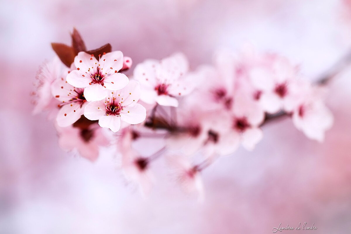 wb_Printemps prunus_20200404_7214