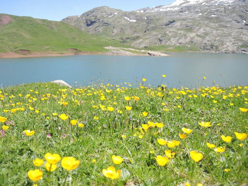 K) Lac d'Estaens, fleurs et lac (Espagne)