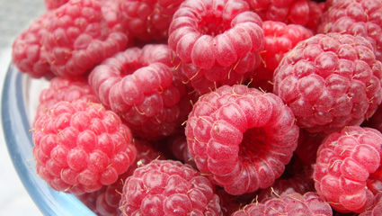 framboises_jardin_2