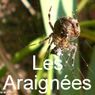 LES ARAIGNEES ET LEURS TOILES