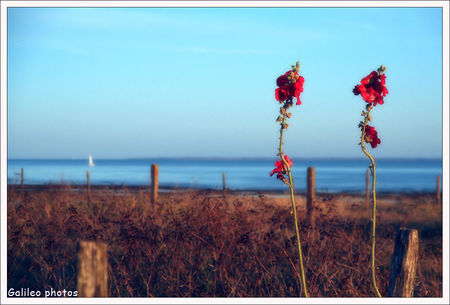 ile_de_re_roses_tremieres