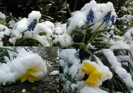 Fleur_sous_la_neige