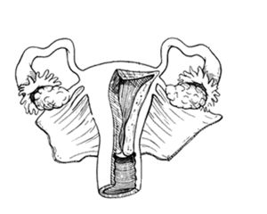 uterus