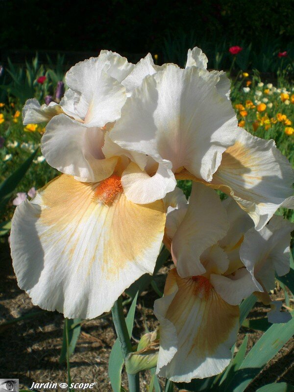 Collection iris Parc Floral Orléans