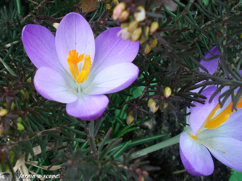 Crocus poussant dans la bruyère
