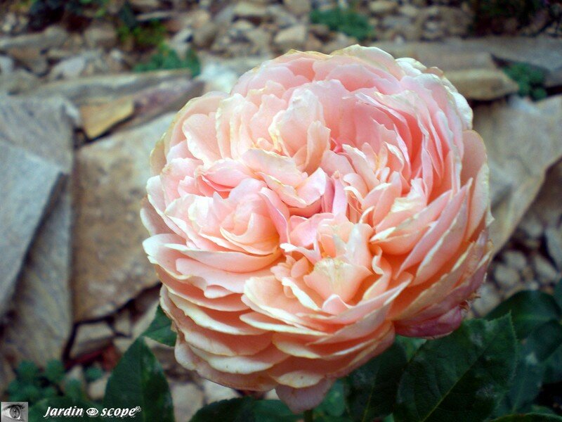 Rose 'Parfum d'Orléans'