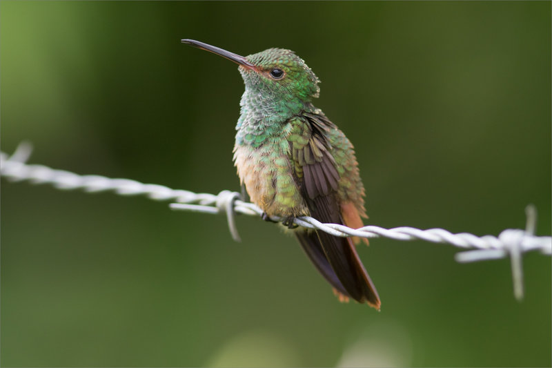 J1 CR Arenal La Fortuna 011219 ym 20 oiseau colibri toilette