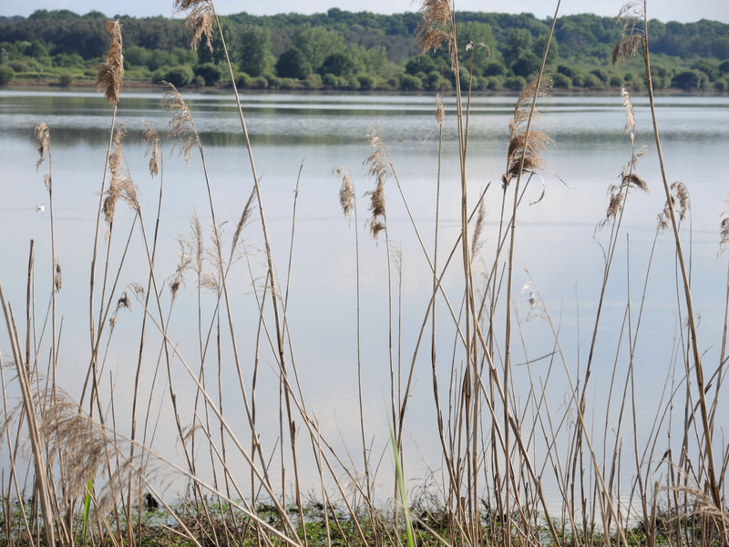 Marais d'Orx, D71, joncs et marais (40)