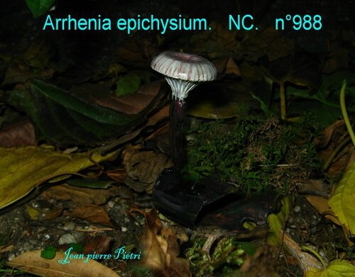 Arrhenia epichysium n°988