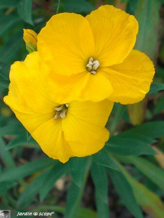 Giroflée • Cheiranthus cheirii