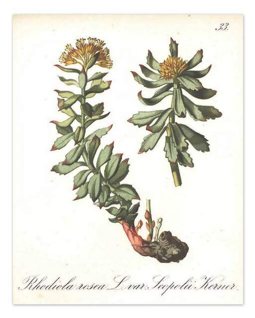 Rhodiole - Rhodiola rosea