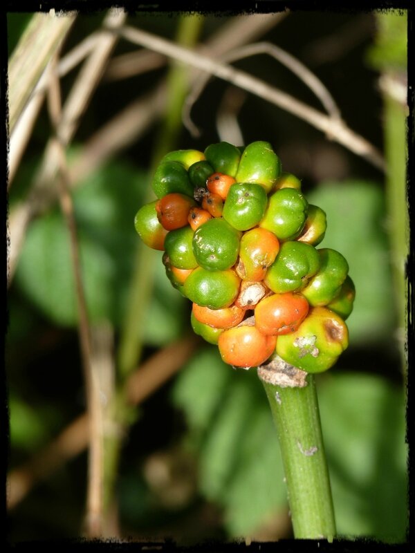 5 Gouet Arum maculatum