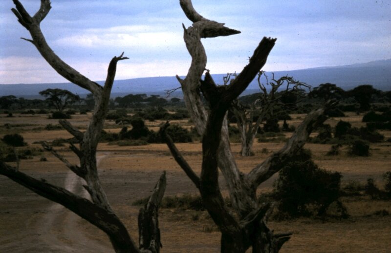 amboseli paysage e