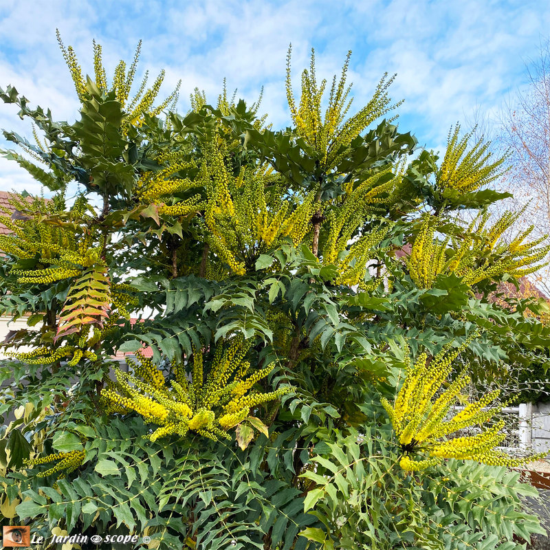 Mahonia