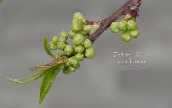 Printemps-de-Troyes