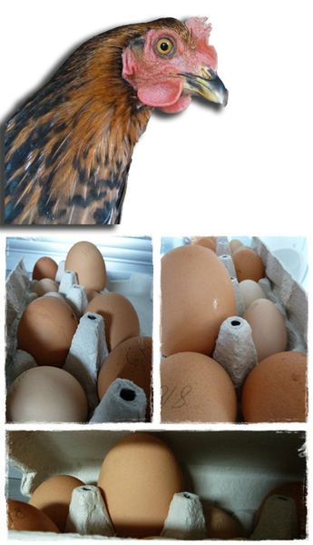 oeufs BIS